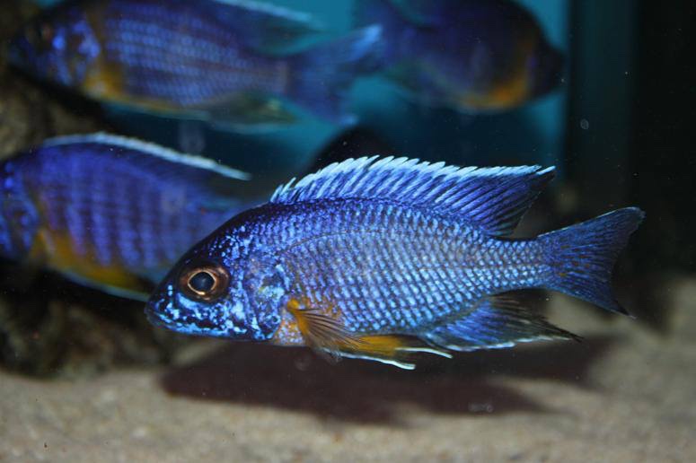 Aulonocara stuartgranti 'Maison Reef'